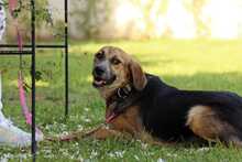 RONIA, Hund, Mischlingshund in Griechenland - Bild 3