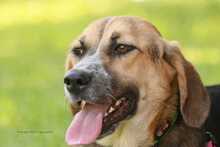 RONIA, Hund, Mischlingshund in Griechenland - Bild 4