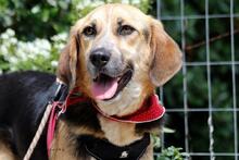 RONIA, Hund, Mischlingshund in Griechenland - Bild 5