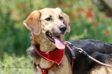 RONIA, Hund, Mischlingshund in Griechenland - Bild 6