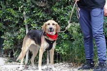 RONIA, Hund, Mischlingshund in Griechenland - Bild 7