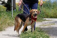 RONIA, Hund, Mischlingshund in Griechenland - Bild 8