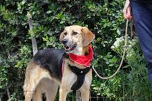 RONIA, Hund, Mischlingshund in Griechenland - Bild 9
