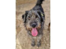 LIO, Hund, Schnauzer-Mix in Leipzig - Bild 3