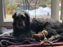 LIO, Hund, Schnauzer-Mix in Leipzig - Bild 4