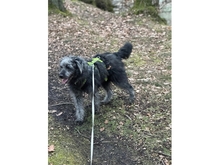 LIO, Hund, Schnauzer-Mix in Leipzig - Bild 9