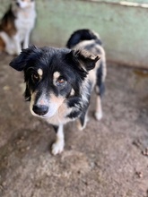 EINSTEIN, Hund, Mischlingshund in Rumänien - Bild 1