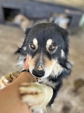 EINSTEIN, Hund, Mischlingshund in Rumänien - Bild 2