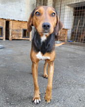 ZOEY, Hund, Deutsche Bracke-Mix in Kroatien - Bild 2