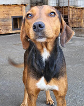 ZOEY, Hund, Deutsche Bracke-Mix in Kroatien - Bild 3