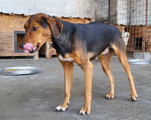 ZOEY, Hund, Deutsche Bracke-Mix in Kroatien - Bild 4