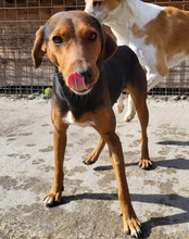 ZOEY, Hund, Deutsche Bracke-Mix in Kroatien - Bild 5