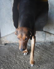 ZOEY, Hund, Deutsche Bracke-Mix in Kroatien - Bild 9