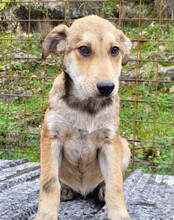 LUKI, Hund, Mischlingshund in Kroatien - Bild 10