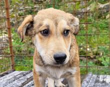 LUKI, Hund, Mischlingshund in Kroatien - Bild 12