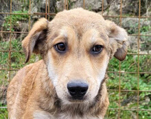 LUKI, Hund, Mischlingshund in Kroatien - Bild 13