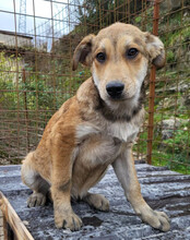 LUKI, Hund, Mischlingshund in Kroatien - Bild 14