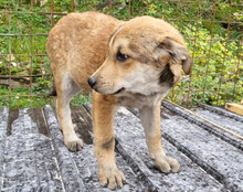 LUKI, Hund, Mischlingshund in Kroatien - Bild 16