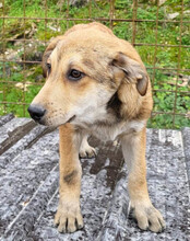 LUKI, Hund, Mischlingshund in Kroatien - Bild 17