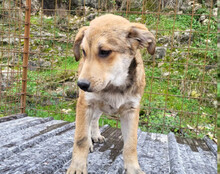 LUKI, Hund, Mischlingshund in Kroatien - Bild 18