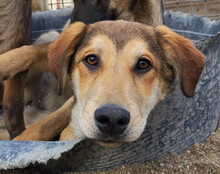 LUKI, Hund, Mischlingshund in Kroatien - Bild 2