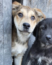 LUKI, Hund, Mischlingshund in Kroatien - Bild 20