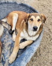 LUKI, Hund, Mischlingshund in Kroatien - Bild 3