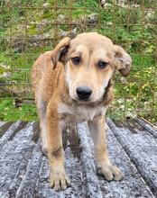 LUKI, Hund, Mischlingshund in Kroatien - Bild 6