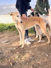 HADA, Hund, Galgo Español in Viersen - Bild 2