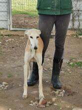 HADA, Hund, Galgo Español in Viersen - Bild 4