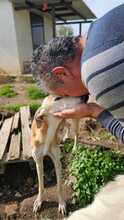 HADA, Hund, Galgo Español in Viersen - Bild 6