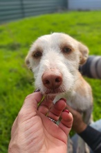 LIZZY, Hund, Podenco in Spanien - Bild 1