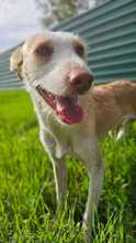 LIZZY, Hund, Podenco in Spanien - Bild 4