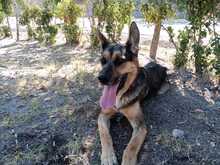 SILVAN, Hund, Deutscher Schäferhund-Mix in Spanien - Bild 1