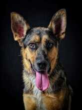 SILVAN, Hund, Deutscher Schäferhund-Mix in Spanien - Bild 2
