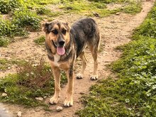 SILVAN, Hund, Deutscher Schäferhund-Mix in Spanien - Bild 3