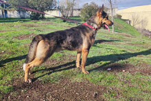 SILVAN, Hund, Deutscher Schäferhund-Mix in Spanien - Bild 4