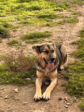 SILVAN, Hund, Deutscher Schäferhund-Mix in Spanien - Bild 5