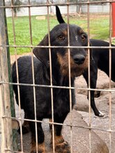 PAULA, Hund, Rauhaardackel in Krefeld - Bild 8