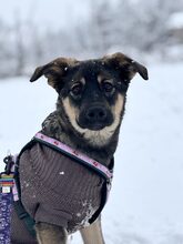 RUA, Hund, Mischlingshund in Rumänien - Bild 1