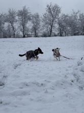 RUA, Hund, Mischlingshund in Rumänien - Bild 8