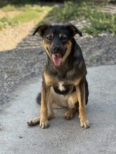 RUA, Hund, Mischlingshund in Bielefeld