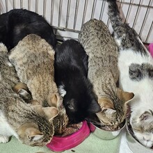 ROMEO, Katze, Europäisch Kurzhaar in Bulgarien - Bild 2