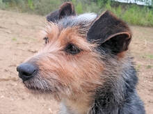 PIPPO, Hund, Mischlingshund in Regensburg - Bild 1