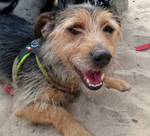 PIPPO, Hund, Mischlingshund in Regensburg - Bild 3