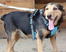 BABALUJI, Hund, Mischlingshund in Kroatien - Bild 2