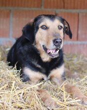 BABALUJI, Hund, Mischlingshund in Kroatien - Bild 5