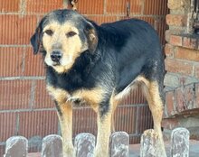 BABALUJI, Hund, Mischlingshund in Kroatien - Bild 6