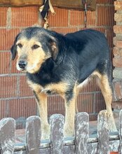 BABALUJI, Hund, Mischlingshund in Kroatien - Bild 7