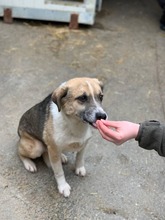 HAPPY, Hund, Mischlingshund in Duisburg - Bild 2